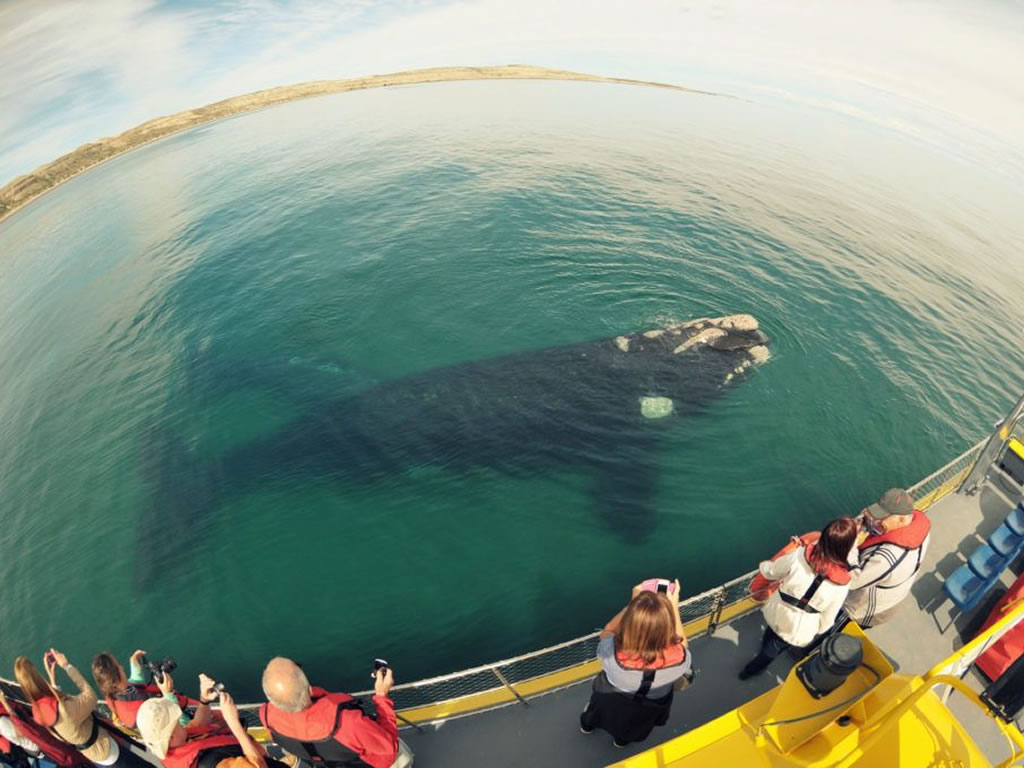 Avistaje submarino de ballenas Yellow submarine Puerto Madryn Chubut