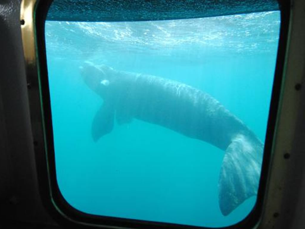Avistaje submarino de ballenas Yellow submarine Puerto Madryn Chubut