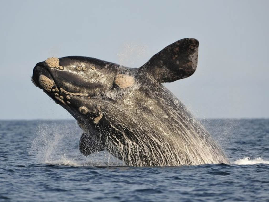 Avistaje de ballenas Puerto Madryn Chubut