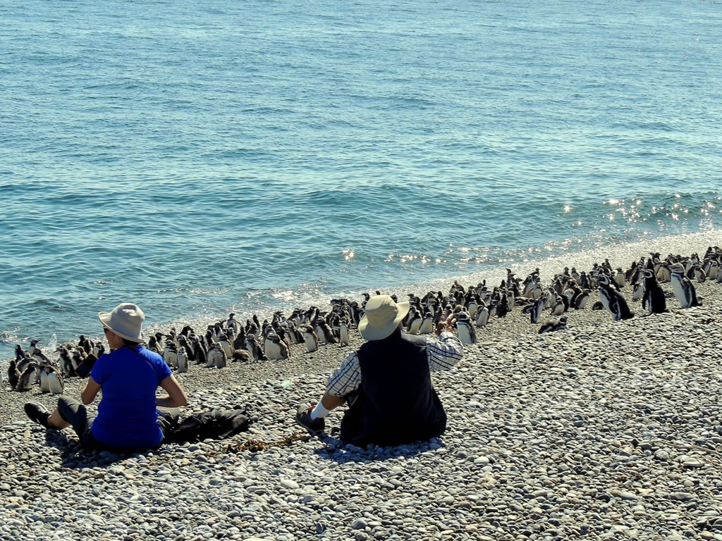 Puerto Madryn Chubut Estancia El Pedral Pinguinera