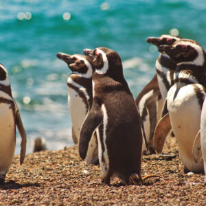 Chubut Puerto Madryn Peninsula Valdes Pinguinera Pinguinos