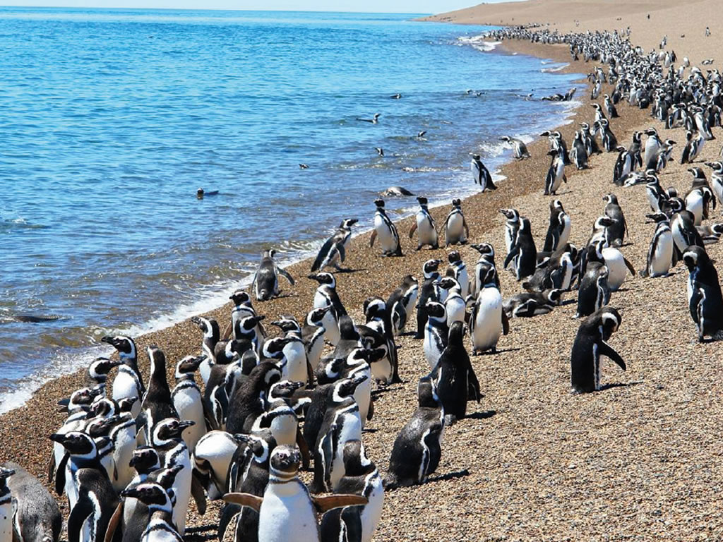 Chubut Puerto Madryn Peninsula Valdes Pinguinera