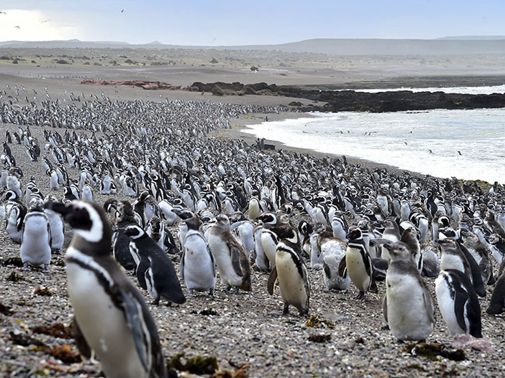 Punta Tombo Pinguinos Pinguinera Puerto Madryn Chubut