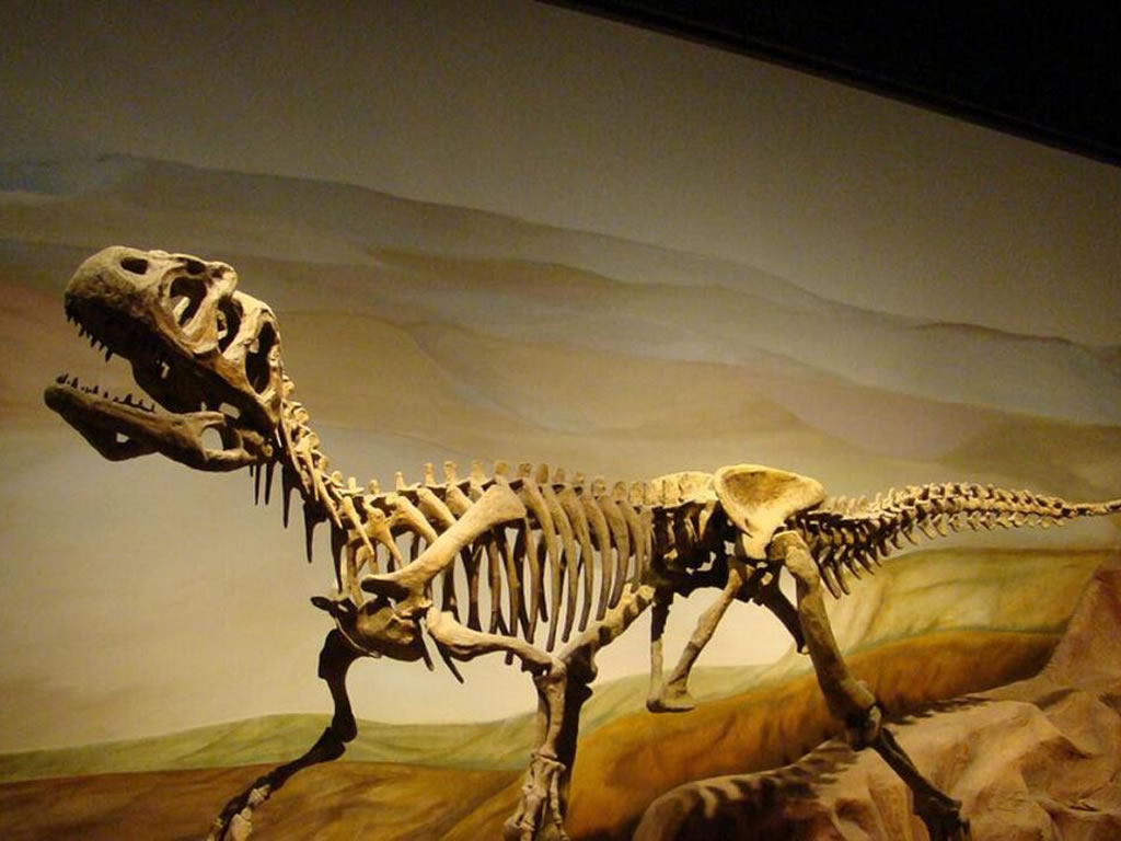 Museo paleontologico MEF Chubut Puerto Madryn Valle inferior del Rio Chubut